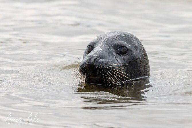 scroby-sands-seal-watching