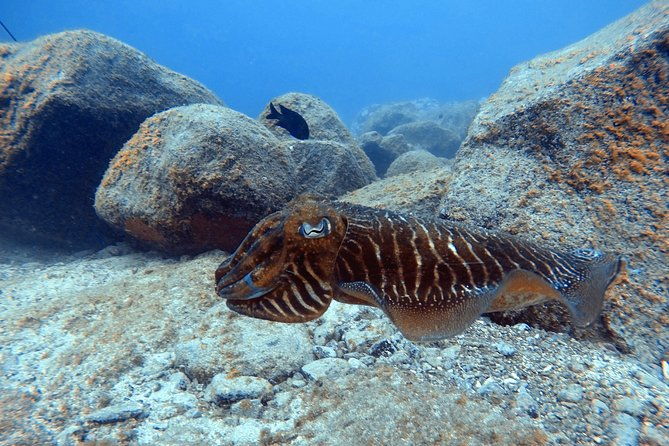 scuba-dive-excursion-for-beginners-in-a-turtle-area