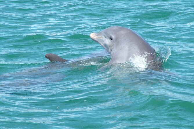 shallow-water-snorkeling-and-dolphin-watching-in-key-west