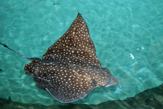 shark-and-wildlife-viewing-adventure-in-key-west