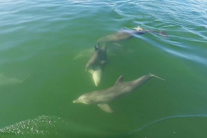 small-group-2-hour-dolphin-cruise-with-snorkeling-to-shell-key