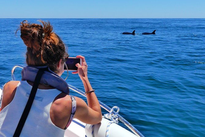 small-group-dolphin-and-wildlife-watching-tour-in-faro
