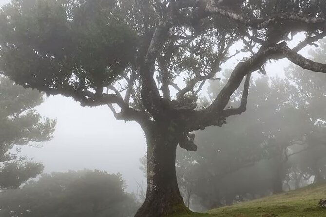 small-group-west-tour-waterfalls-fanal-forest-tour