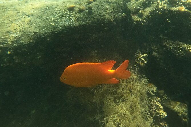snorkel-san-diegos-mission-bay-with-a-marine-biologist