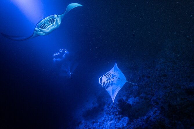 snorkel-with-giant-manta-rays-in-kailua-kona