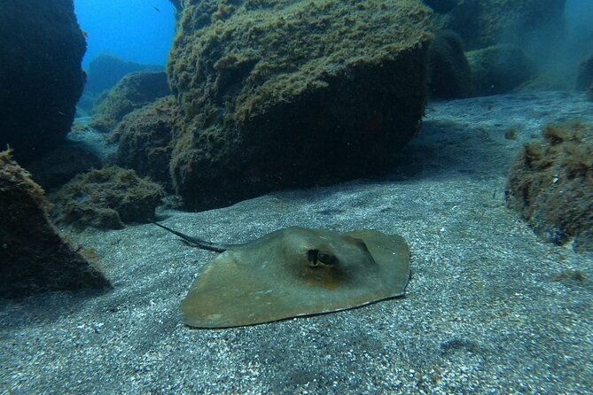 snorkeling-excursion-in-the-rays-and-turtles-zone
