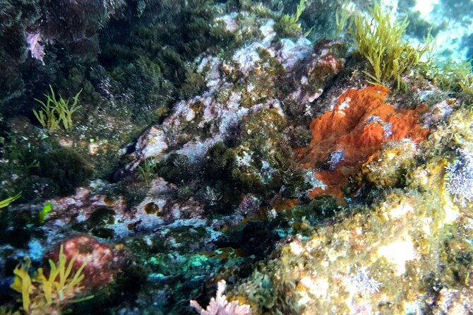 snorkeling-in-ustica-observation-of-marine-flora-and-fauna