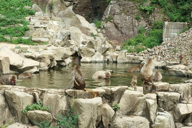 snow-monkey-in-jigokudani-yaen-koen-obuse-town