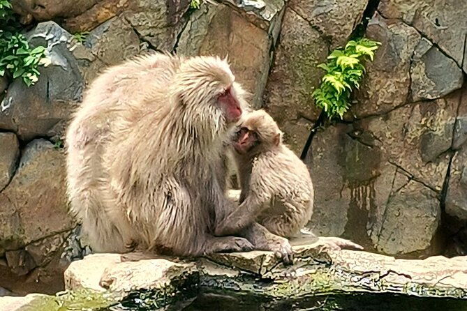 snow-monkey-nagano-one-day-private-tour-with-english-guide