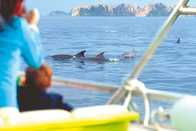 sunrise-boat-trip-in-mallorca-with-dolphin-watching