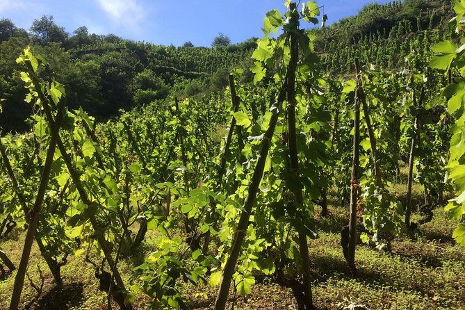the-original-syrah-wine-tour-200-pm-630-pm-small-group-tour-from-lyon