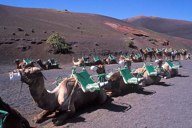 timanfaya-golfo-jameos-agua-camel-ride-opt-lanzarote