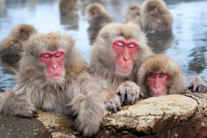 tokyo-nagano-snow-monkey-park-and-zenkoji-temple-with-guide