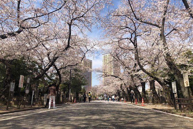 tokyo-spring-daytime-cherry-blossom-food-tour
