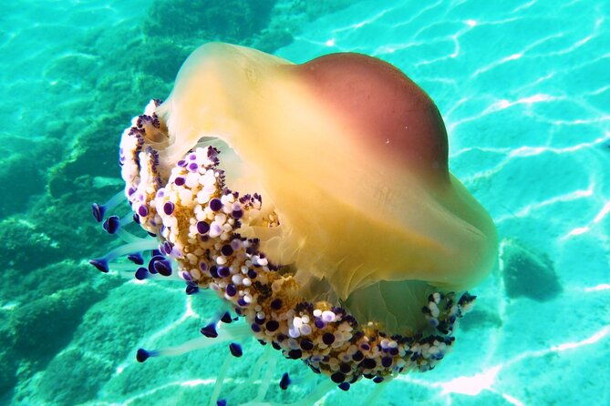 tour-in-rubber-dinghy-and-snorkeling-in-the-protected-marine-area-of-tavolara