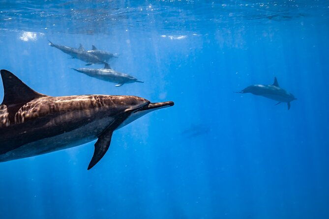 turtle-canyon-snorkel-semi-private-boat-tour
