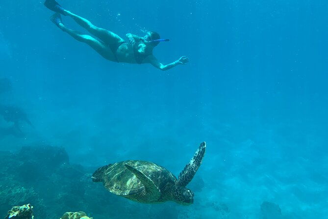 turtle-town-snorkel-with-photo-and-video