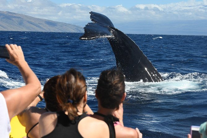 ultimate-whale-watch-2-hour-lahaina-raft-style