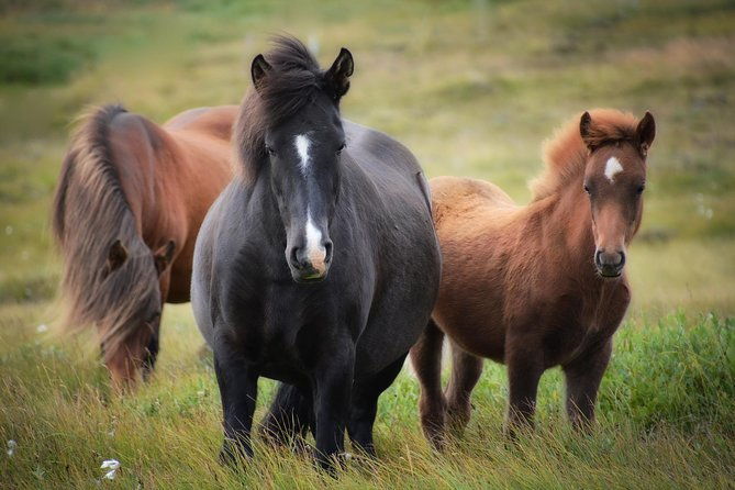 viking-horse-riding-and-golden-circle-tour-from-reykjavik