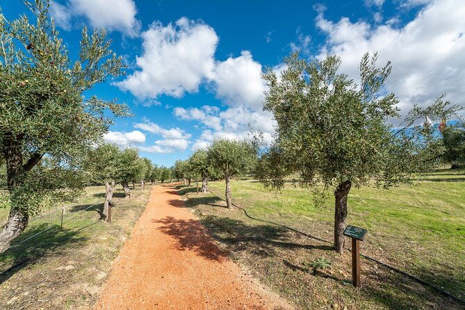 visit-oil-mill-museum-and-olive-oil-tasting-in-ronda