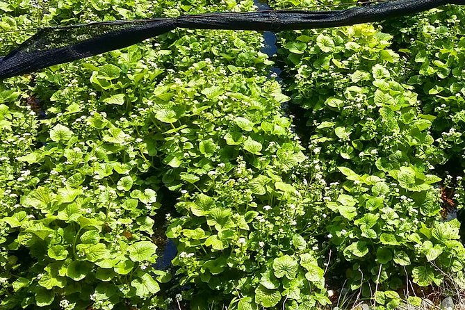 wasabi-farm-walking-tour-lunch