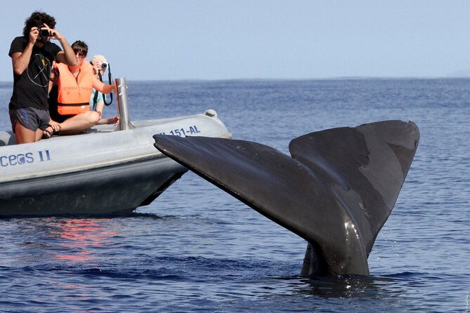 whale-and-dolphin-watching-tour-from-funchal