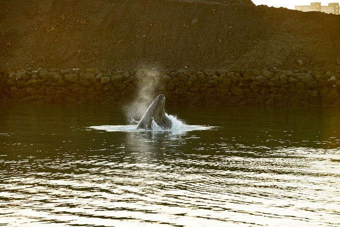whale-watching-cruise-on-a-yacht-in-reykjavik