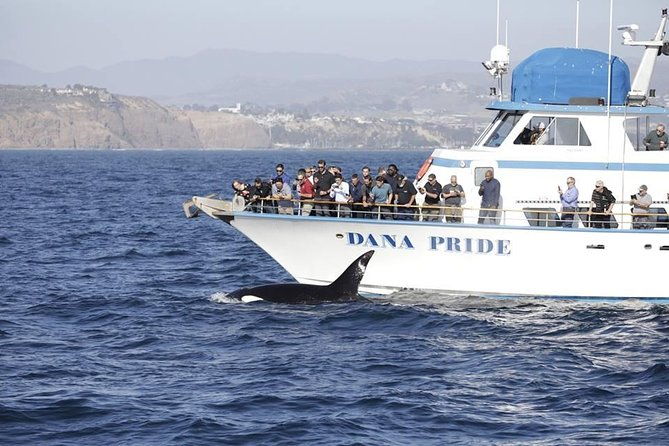 whale-watching-excursion-in-dana-point