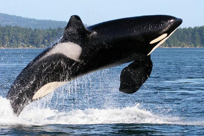 whale-watching-from-friday-harbor