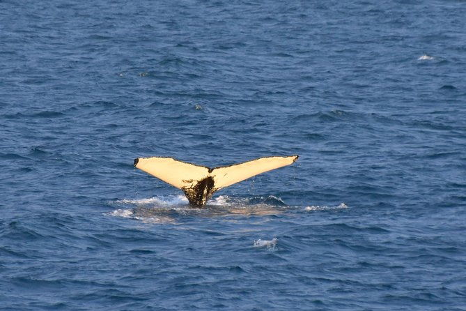 whale-watching-from-the-heart-of-akureyri