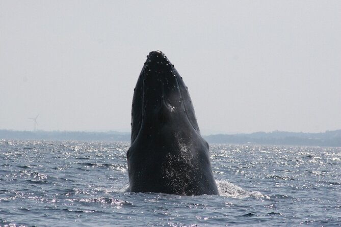whale-watching-in-okinawa