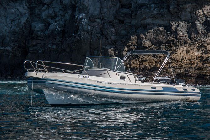whale-watching-in-tenerife
