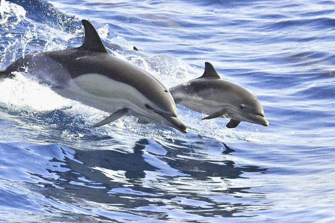 whales-dolphins-watching-in-exclusive-sailboat