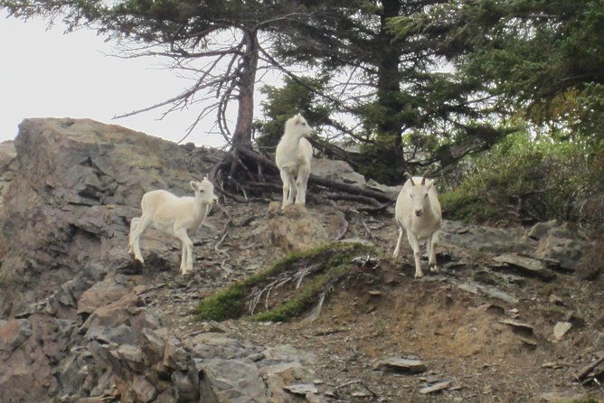 wildlife-and-glaciers-with-a-walk-in-the-rainforest