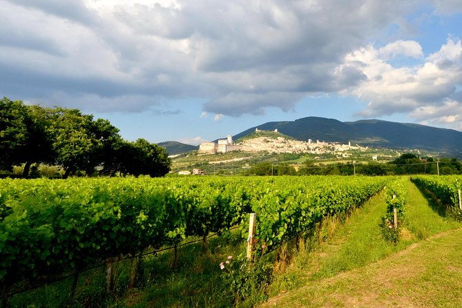 wine-tasting-and-walk-in-the-vineyard-of-assisi