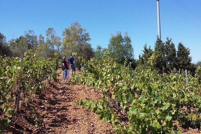 wine-tour-aroud-vineyards-of-cagliari