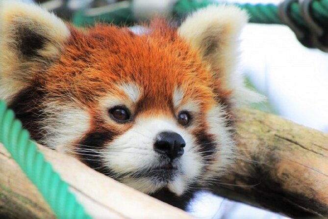 winter-asahiyama-zoo-and-blue-pond-aoi-ike-1-day-bus-tour