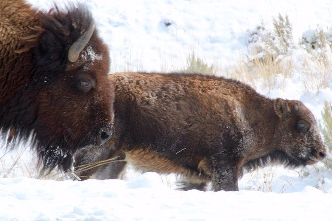 yellowstone-lower-loop-full-day-tour