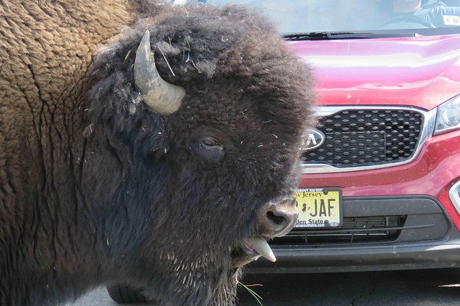 yellowstone-national-park-full-day-lower-loop-tour-from-jackson