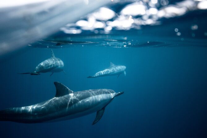 2-hour-dolphin-guided-safari-np-brijuni-from-fazana