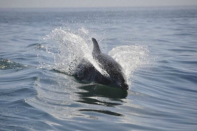 2-hour-dolphin-sightseeing-tour-in-melbourne-florida