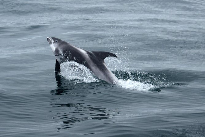 2-hour-rib-boat-whale-watching-tour-from-reykjavik