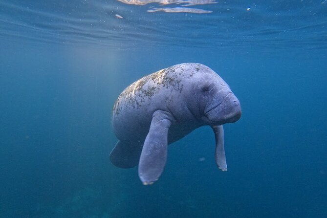 3-hour-small-group-all-inclusive-manatee-swim-with-photo-package
