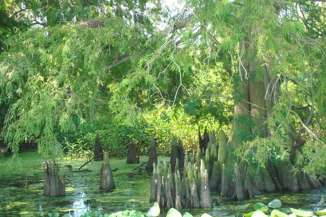 90-minute-everglades-airboat-tour-near-orlando-florida