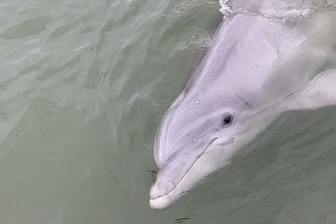 90-minute-private-dolphin-tour-in-hilton-head-island