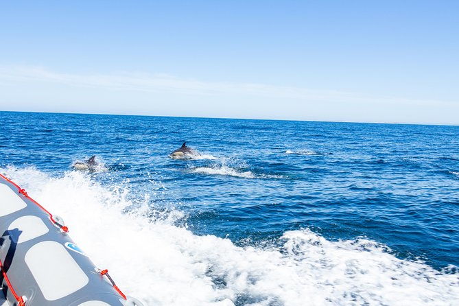 albufeira-dolphins-and-caves-private-tour