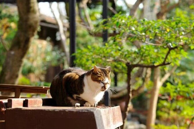 arashiyama-sanzenin-and-bamboo-forest-day-tour-from-kyoto-osaka