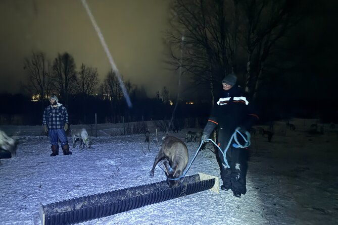 arctic-adventure-with-reindeer-and-northern-lights-hunt-1830-pm