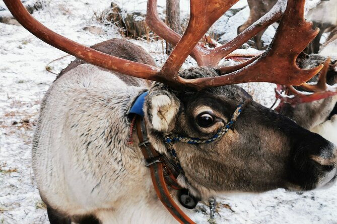 arctic-animals-adventure-with-lunch-buffet