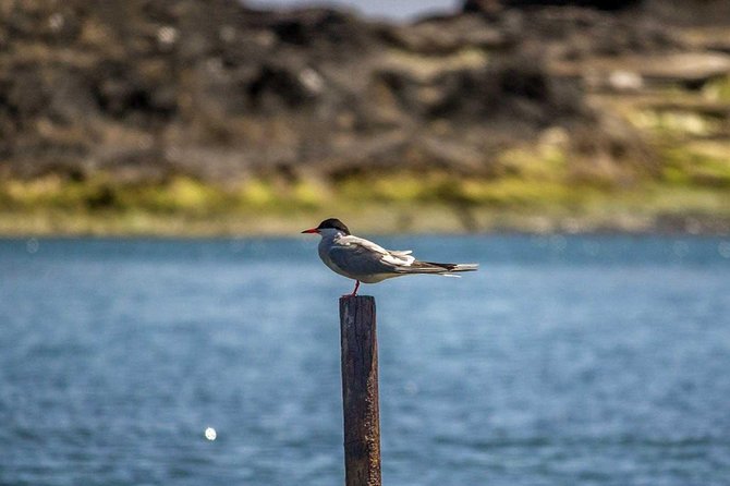 azores-marine-birdwatching-expedition